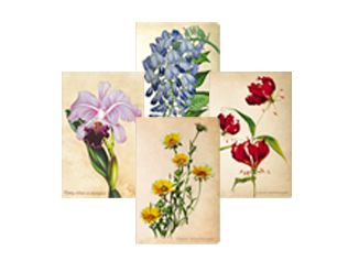 Painted Botanicals
